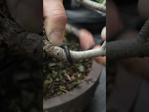 Improving a Pine Bonsai #pine #bonsai #tree #bonsaiprojects #garden