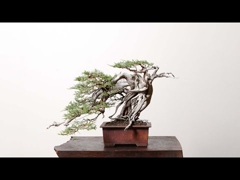 Mirai Tree Sale Celebration Stream
