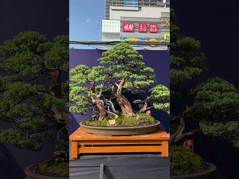 Stunning Bonsai #workofart #art #bonsaitreesforbeginners #plants #plants #tree #garden