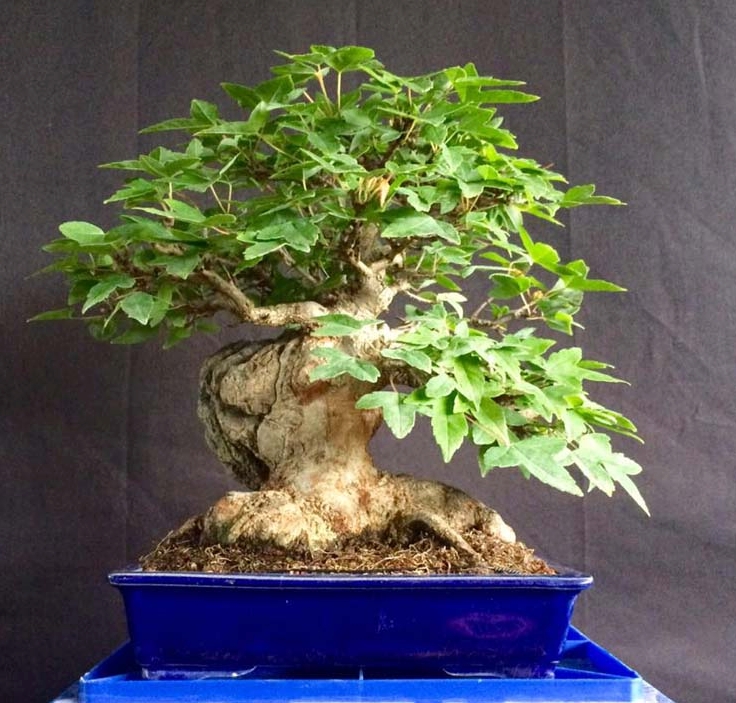 Kissing the Rock | Bonsai Bark
