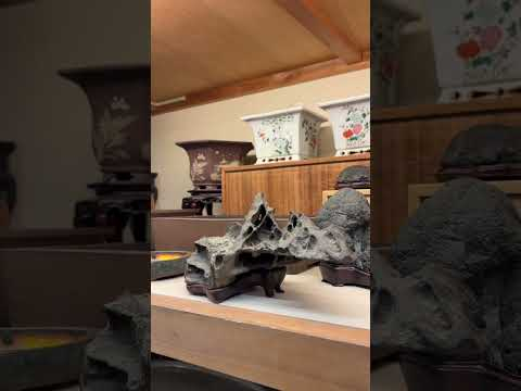 The #garden and #bonsai #collection of S-Cube #tokyo #japanese #japan