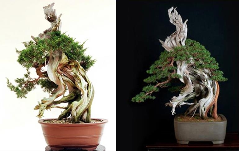 Before & After – Antes y Despues | Bonsai Bark