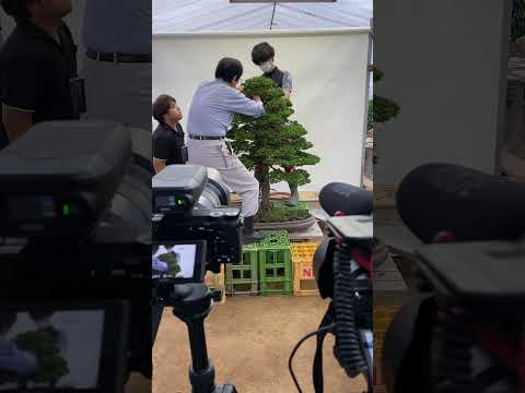 A Kokufu-ten worthy Hinoki by Kimura #shorts #bonsai #japan