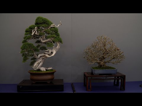 UBE Bonsai exhibition