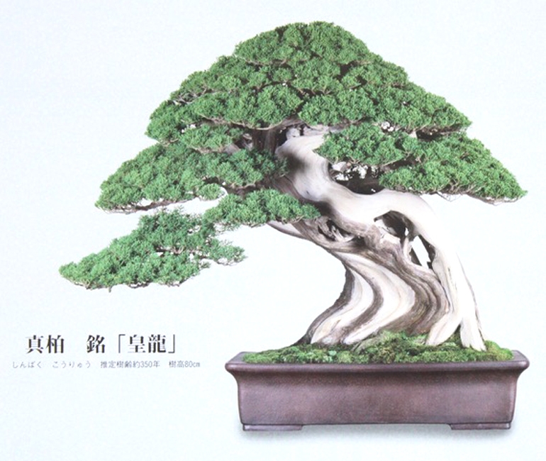2019 Japanese Bonsai Calendars Are Here | Bonsai Bark