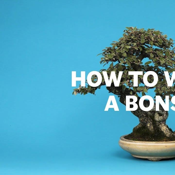 There's an art to watering #bonsai. Learn the do's