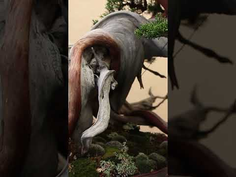 Bonsai, works of art #livingart #bonsai #bonsaiempire #trees #miniature