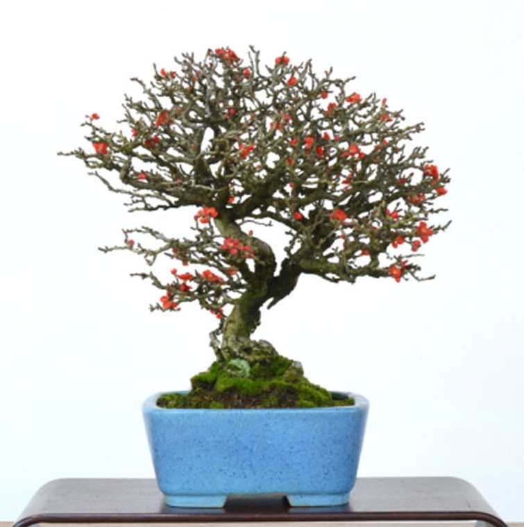 Fancy Bonsai Flowers | Bonsai Bark