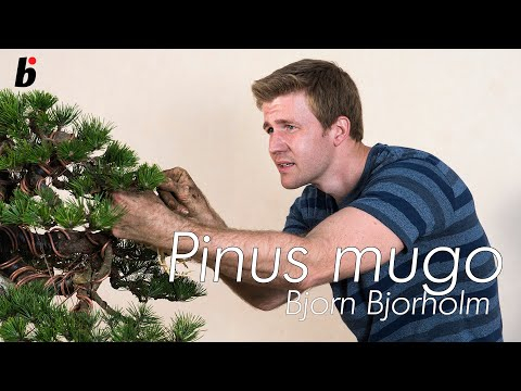 Boring Bonsai wrapping raffia