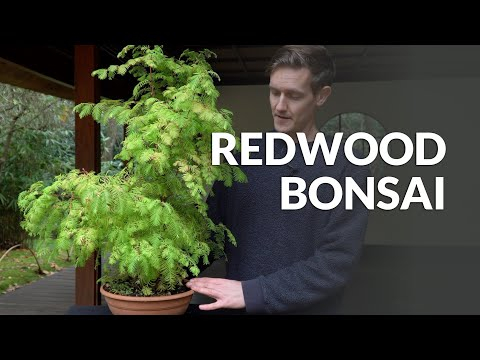 Redwood Bonsai care (Metasequoia and Sequoia)