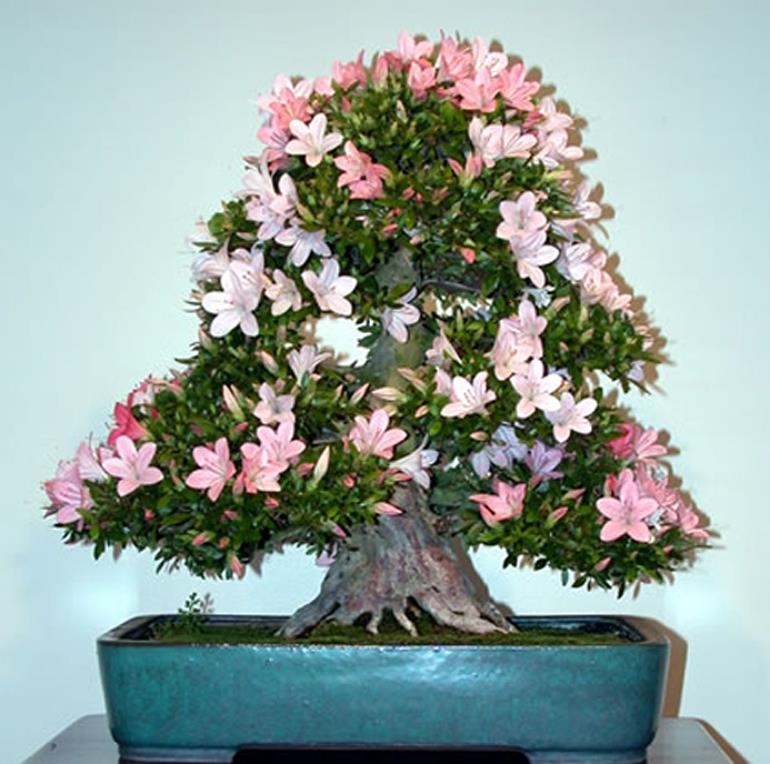 Celebrate Our Bonsai Museum & Cast Your Vote | Bonsai Bark