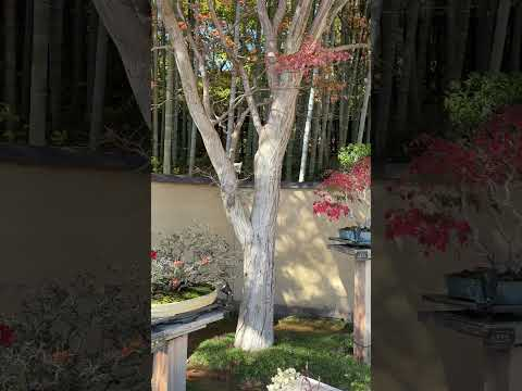 Bonsai at Showakinen-koen #Bonsai #collection #tokyo #japan #japaneseculture