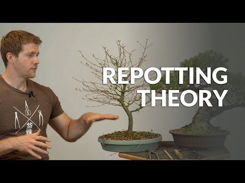 Repotting theory and Bonsai substrate explained