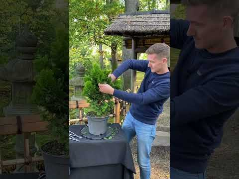 Making a Hinoki cypress Bonsai #shorts #craft