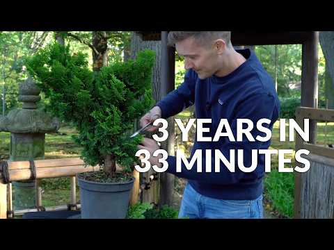 The 3 year progression of a Hinoki cypress Bonsai