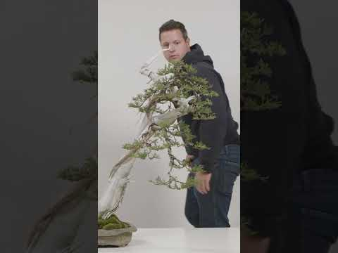 Three Stages of Bonsai Development #shorts
