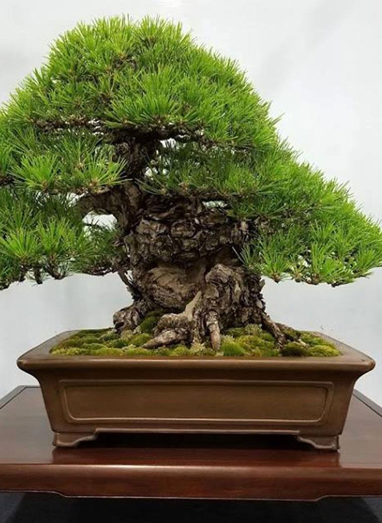 Quality Bonsai Deserves Quality Stands | Bonsai Bark