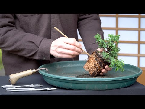 Making a Bonsai tree from cheap material