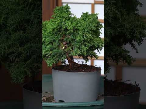 Cryptomeria Bonsai creation #bonsai