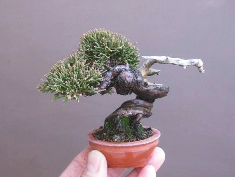 Itty Bitty Bonsai | Bonsai Bark