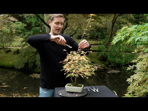 Structural pruning a Trident maple Bonsai (Acer buergerianum)