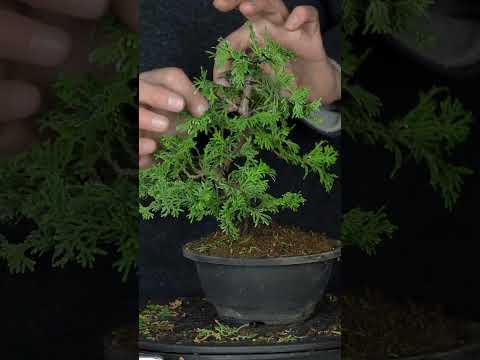 Hinoki cypress Bonsai #bonsai #cypress