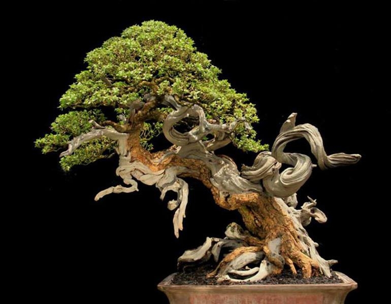 Naturally Dramatic Bonsai | Bonsai Bark