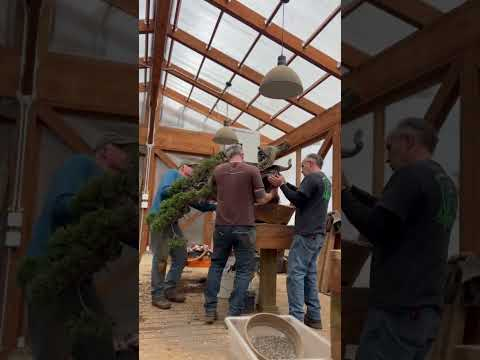 Massive Rocky Mountain Juniper Repot #shorts