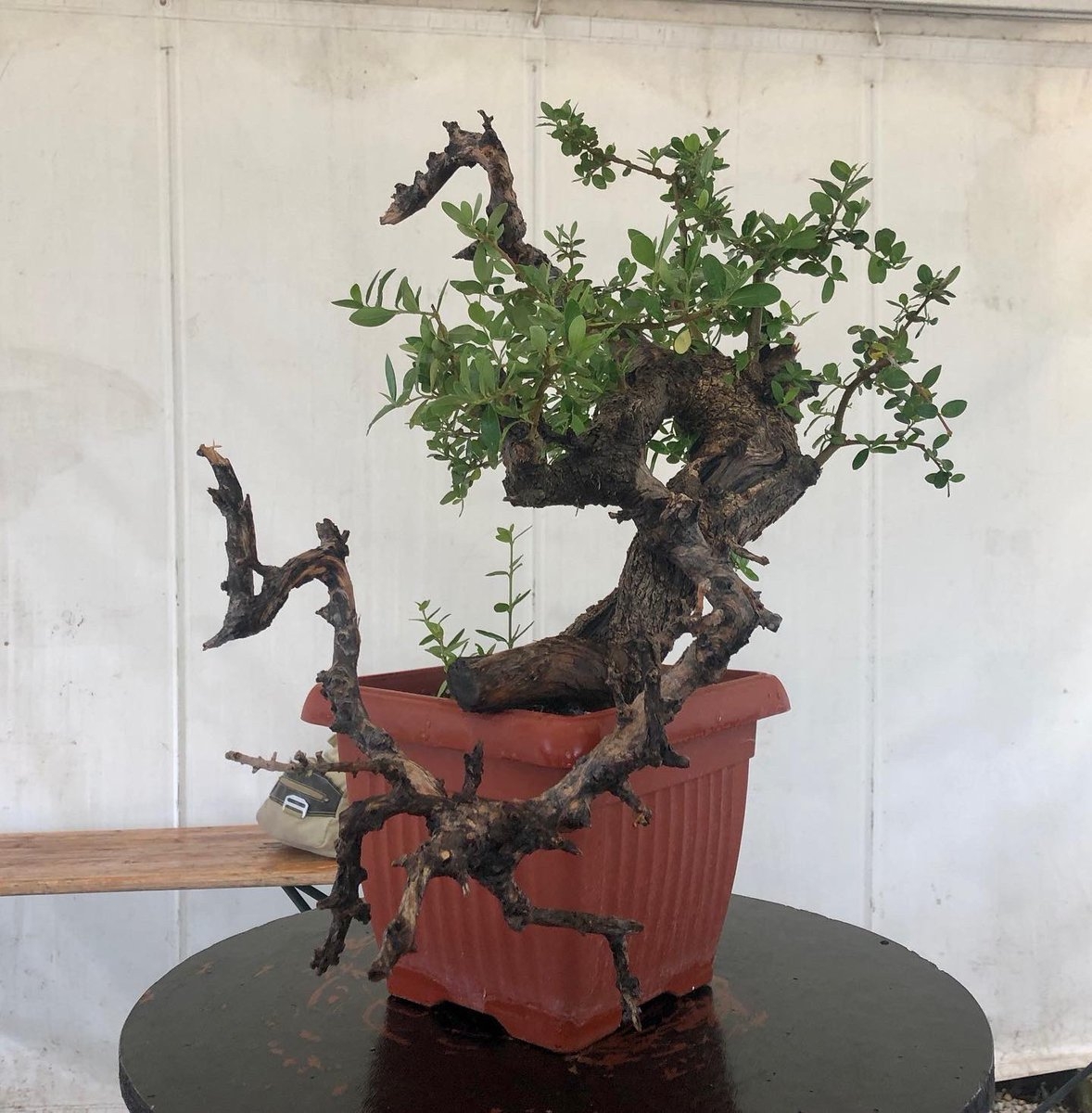 An image of the tree before work in 2019