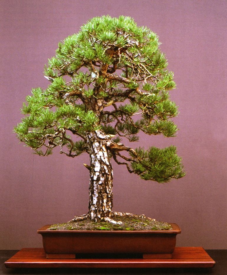 “These Bonsai Look Like They Were Made of Plastic” | Bonsai Bark