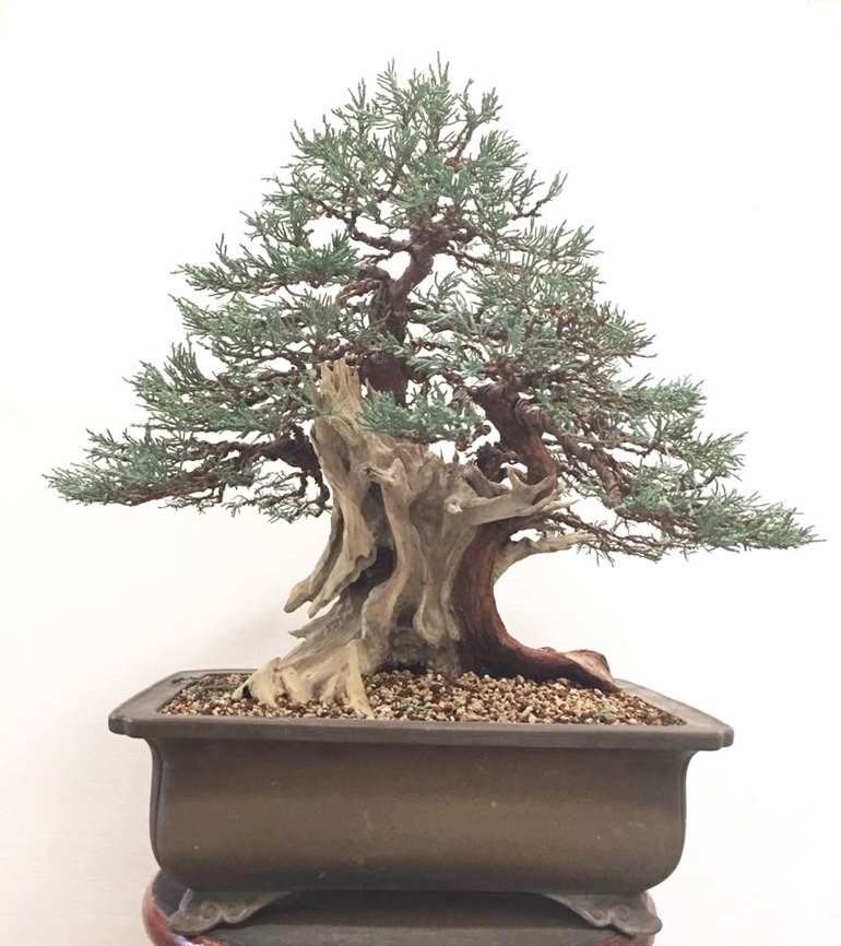 Valentin’s Bonsai Behemoth | Bonsai Bark