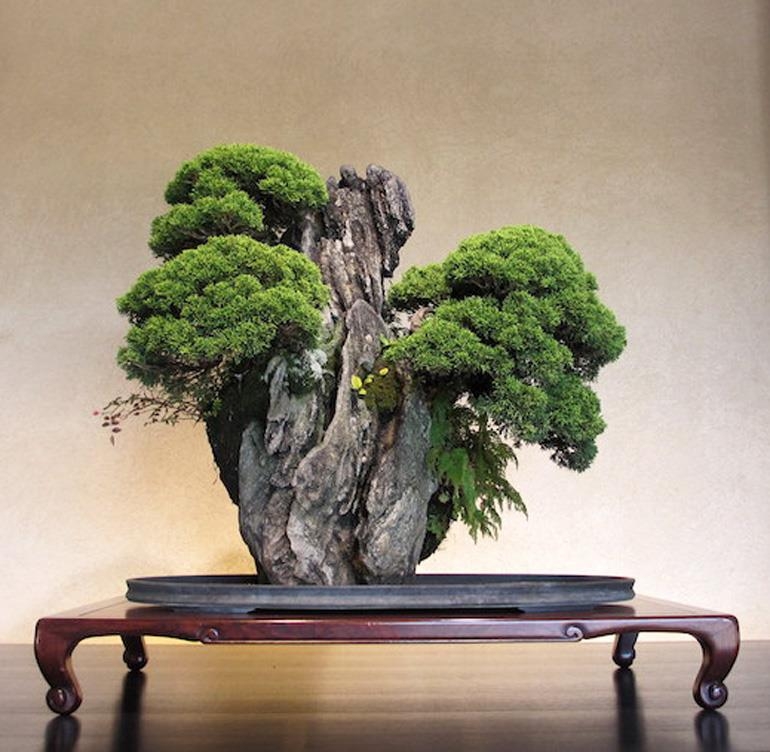 Dramatic Multi-Trunk Bonsai – Koyo Japanese Tools | Bonsai Bark