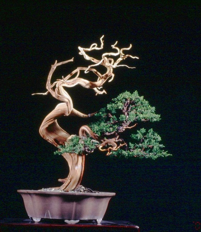 Movement, Power & Artistic Freedom | Bonsai Bark