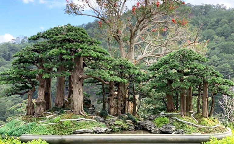 Powerful & Realistic Bonsai Forest | Bonsai Bark
