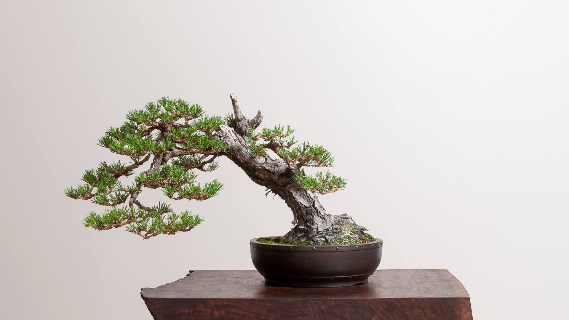 Timelapse: Black Pine | Bonsai Mirai