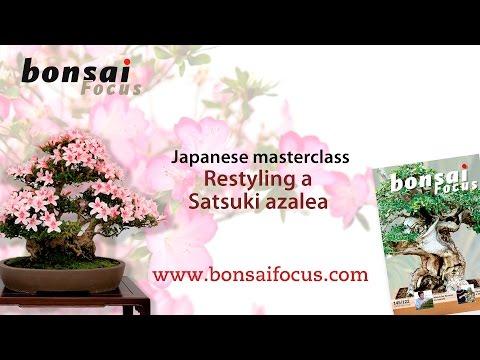 Satsuki Azalea: Restyling a Satsuki Azalea