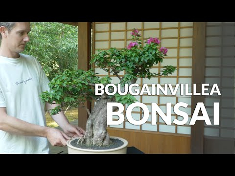 Bougainvillea Bonsai care