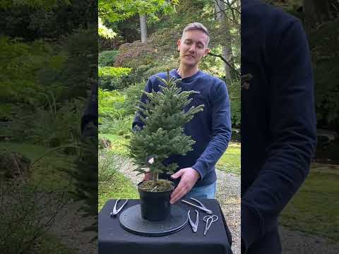 Creating a Picea Literati Bonsai #shorts #plants #bonsai