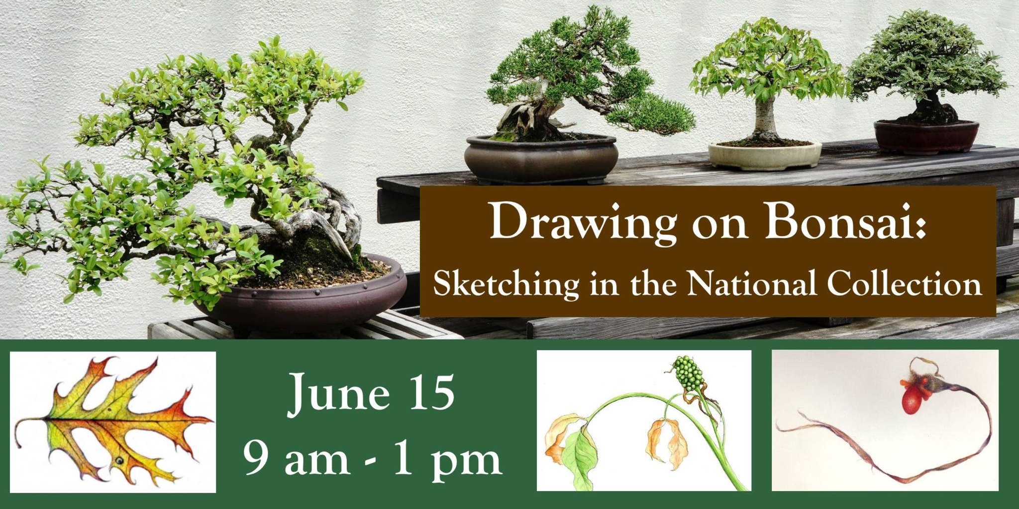 Drawing on Bonsai: Sketching in the National Collection
