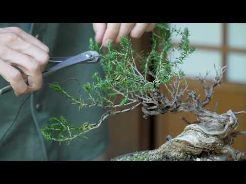 I styled this wild Thyme Bonsai (from Sicily) — here's how it went