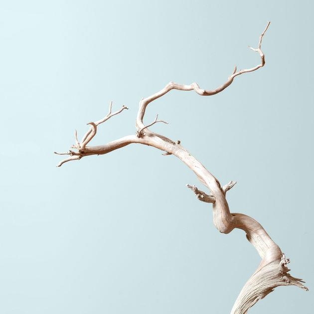"Modern Soil Science with Ian Hunter" from Bonsai Mirai: Asymmetry by Bonsai Mirai on Apple Podcasts