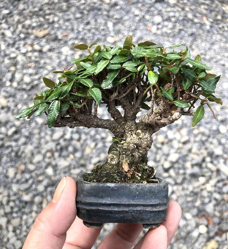 More Tiny Trees from Our Mystery Bonsai Artist | Bonsai Bark