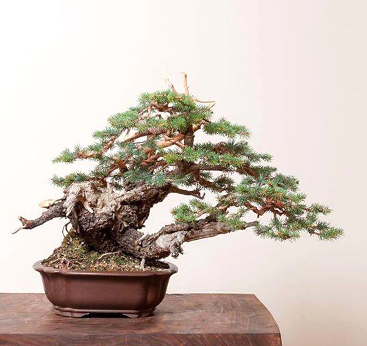Cross Country Bonsai Wagon | Bonsai Bark