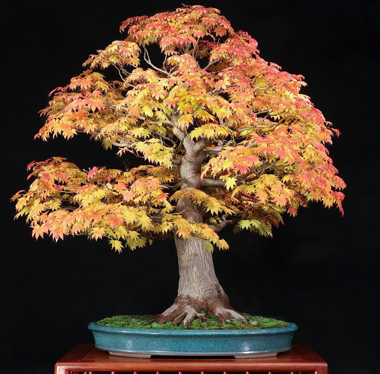 Bill’s Blazing Backyard Bonsai Brilliance | Bonsai Bark