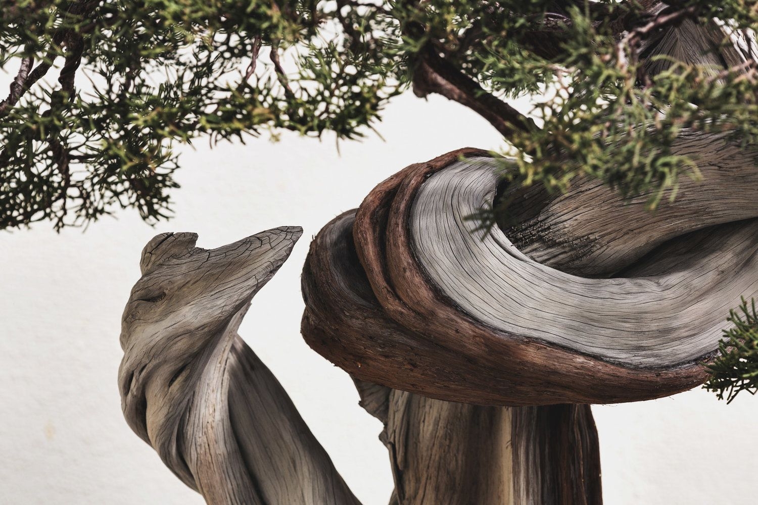 Take Our Quiz! — National Bonsai Foundation