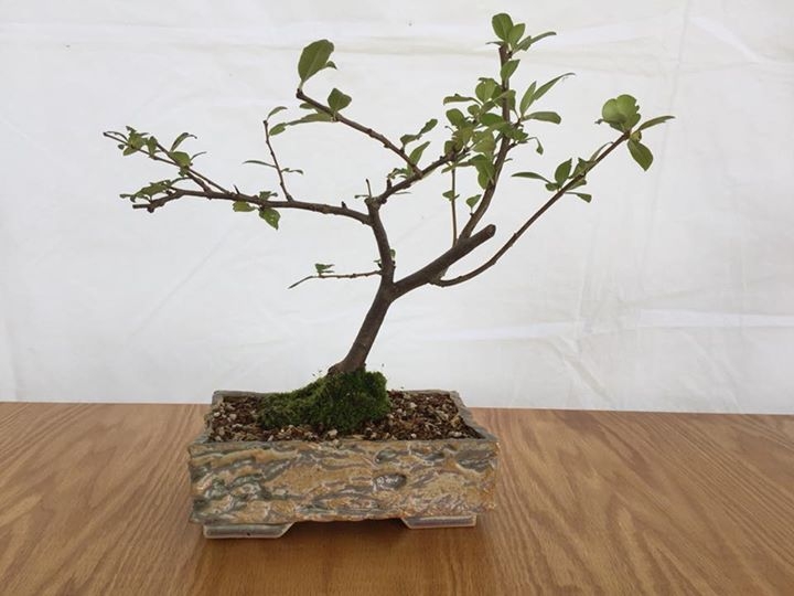 I will have some of my new bonsai pots at the West