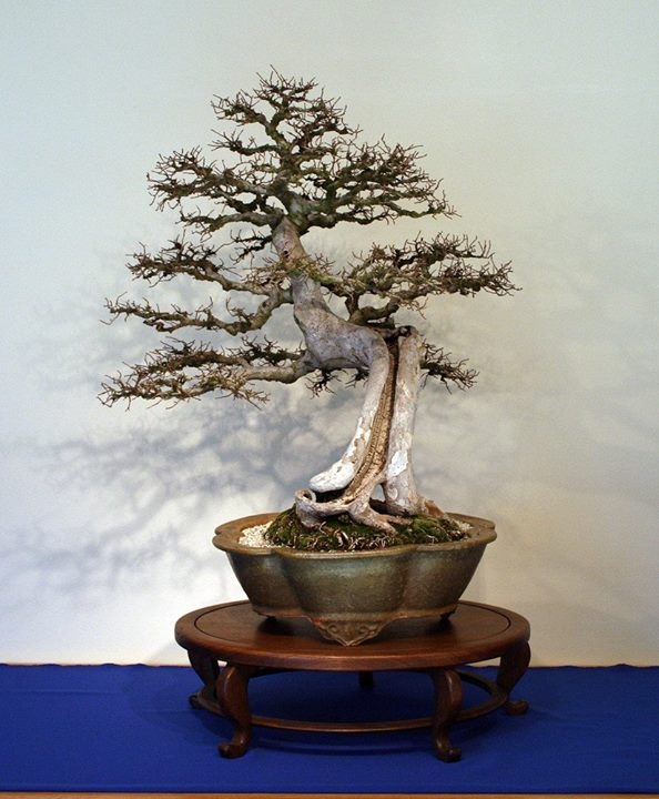 EXHIBIT CLOSING SOON - "Winter Silhouettes"
