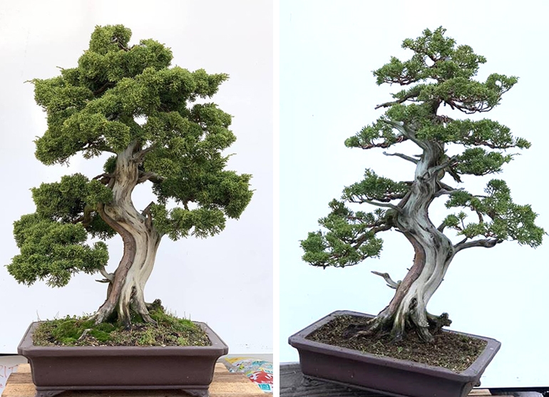 Before & After by Bonsai Boon with a Guest Appearance by Michael Hagedorn | Bonsai Bark
