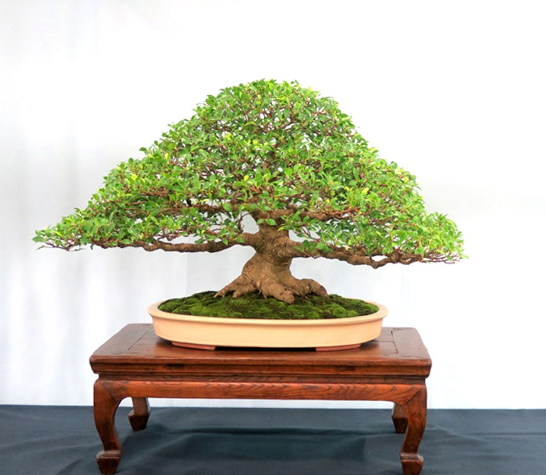More Ficus Bonsai – Amazing Roshi Tool Special Ends Friday | Bonsai Bark