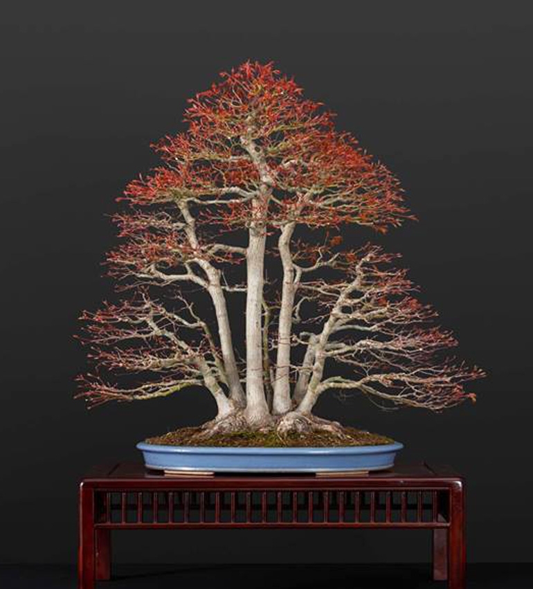 Bonsai Are Leafing Somewhere (Just Not Here) & Just in Case You Missed it, Our New Site Is Up! | Bonsai Bark